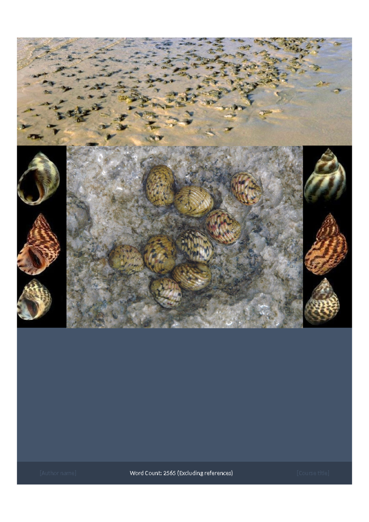 EVB102 Field Report 2: Abundance & Distribution of Marine Snails - Studocu