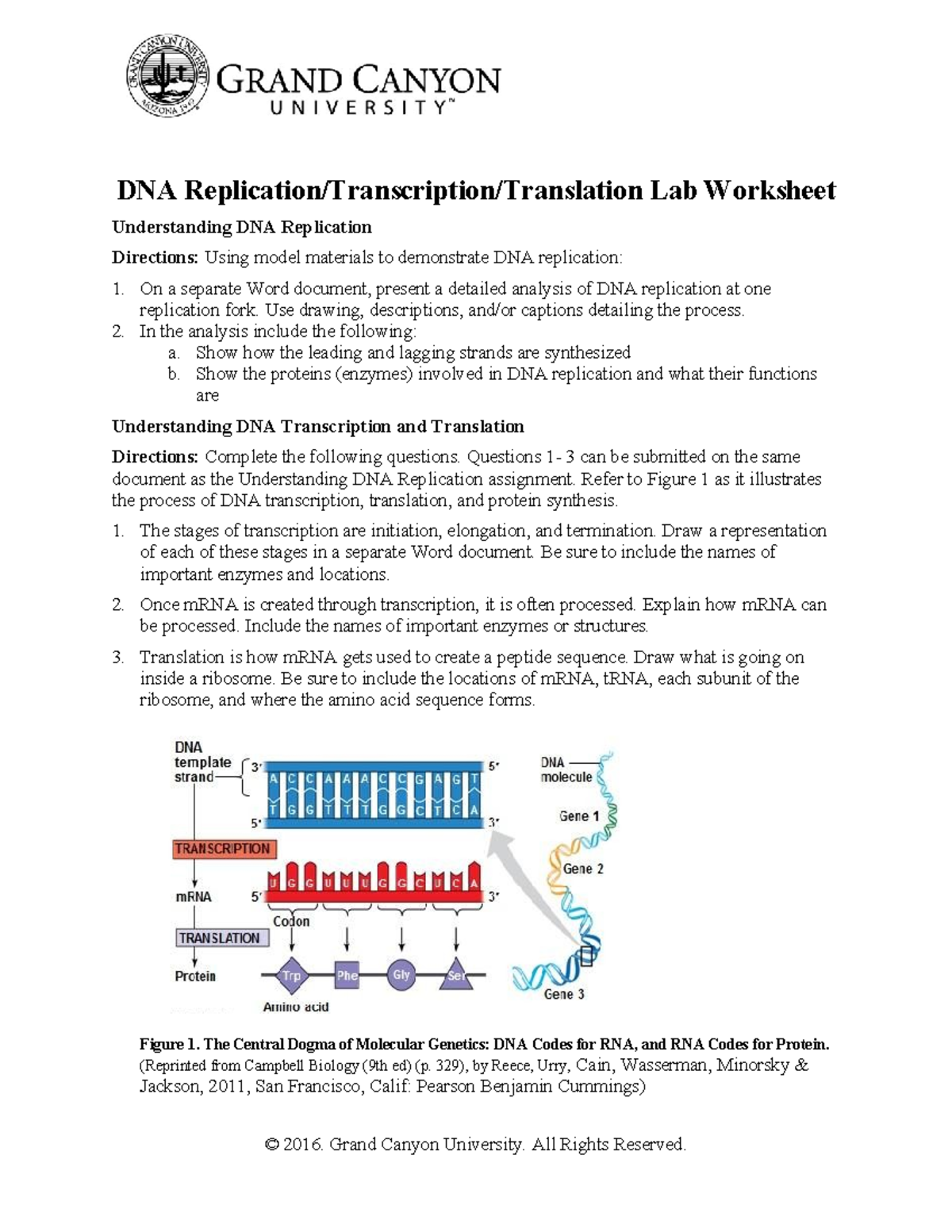 BIO 181L RS DNArep Transcript Translat Wksht - DNA Replication ...
