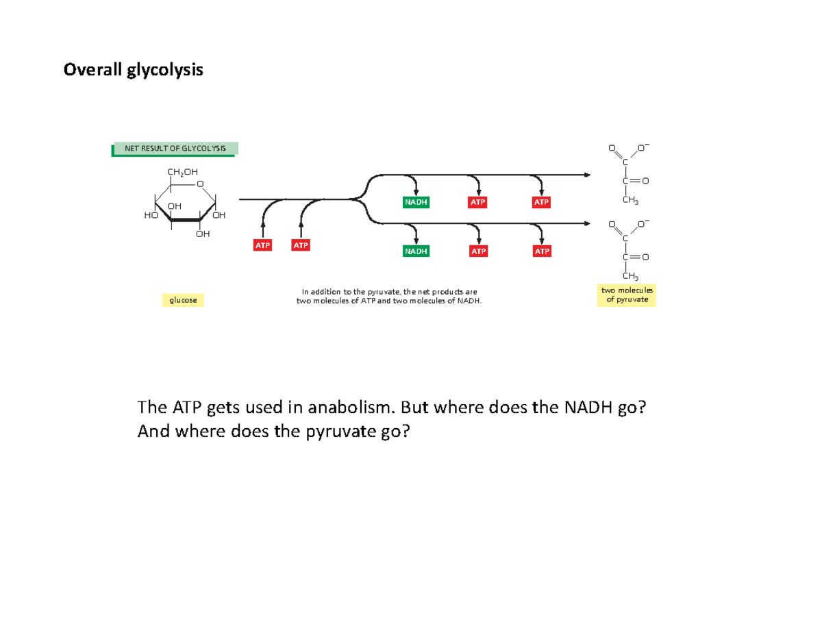 Mitochondrial Function & Glycolysis: Electron Transport Chain Insights ...