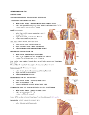 [Solved] A prime mover for extension of the forearm at the elbow is the ...