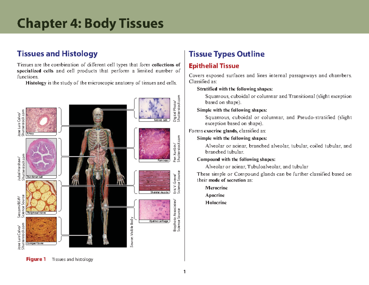 Ch4 - Body Tissues and Histology Chapter Review Notes - Studocu