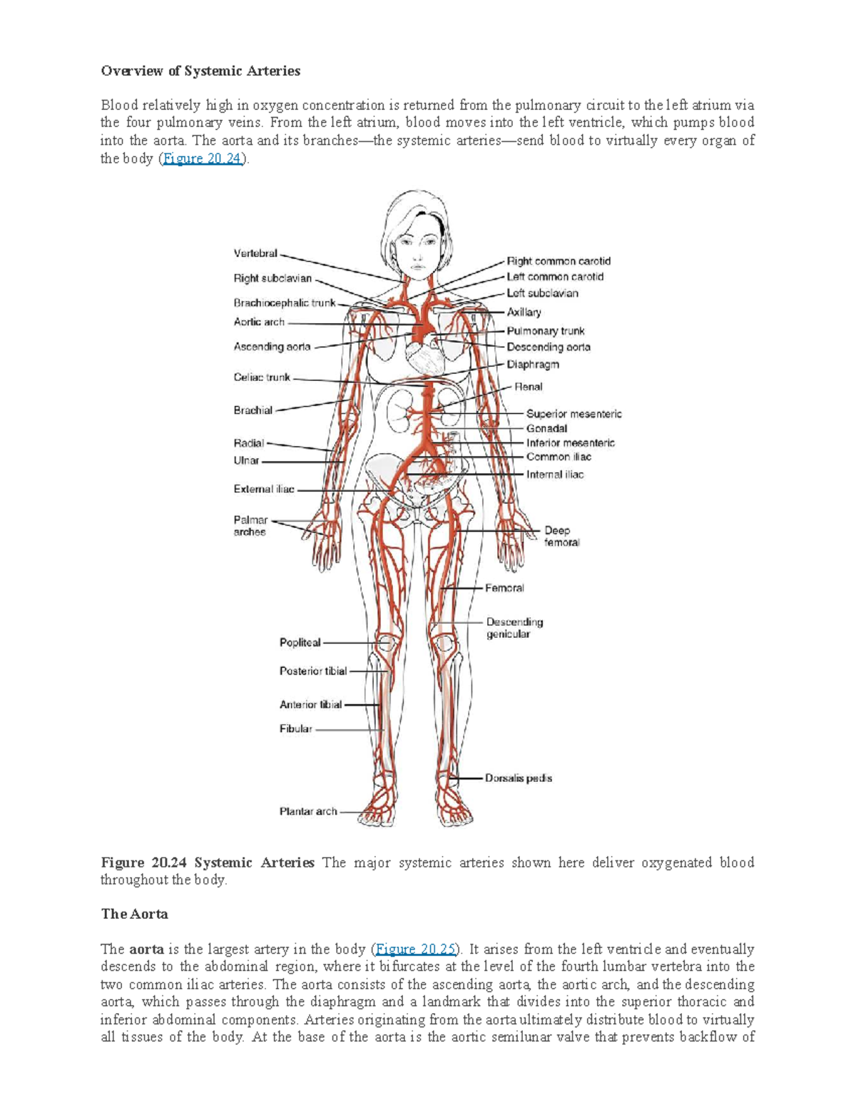 What Are Systemic Arteries