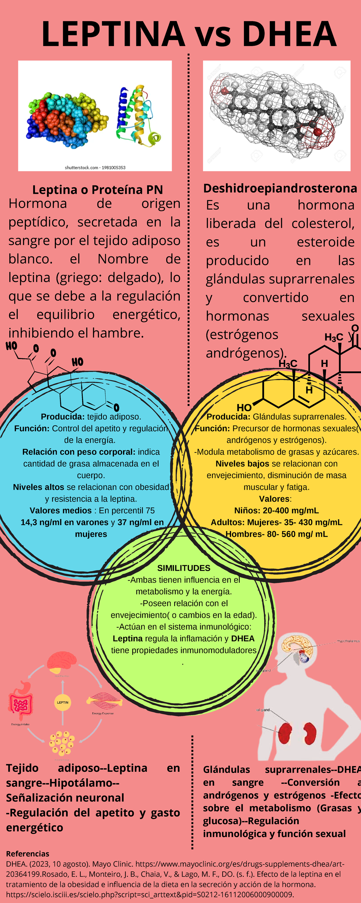 Leptina vs DHEA.pdf 2 - Ninguna - Producida: tejido adiposo. Función ...