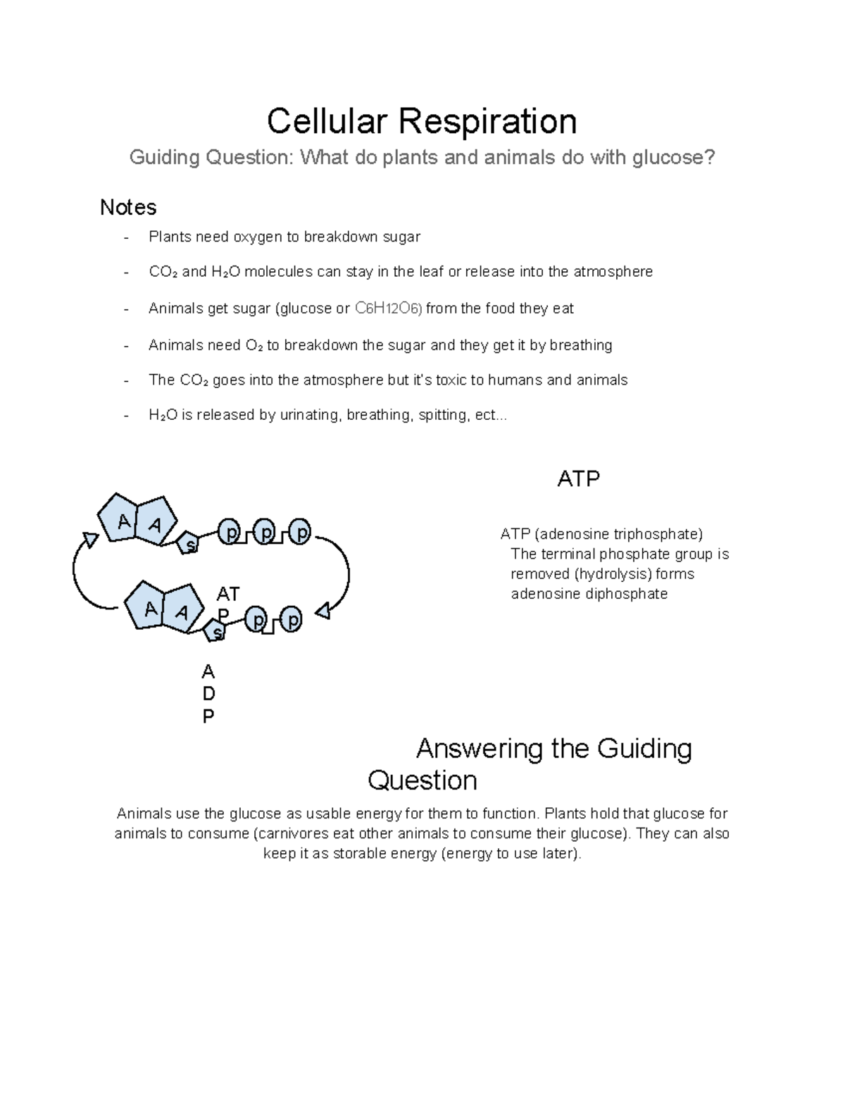 Biology 101: Cellular Respiration Notes for Mrs. Steadman's Class - Studocu