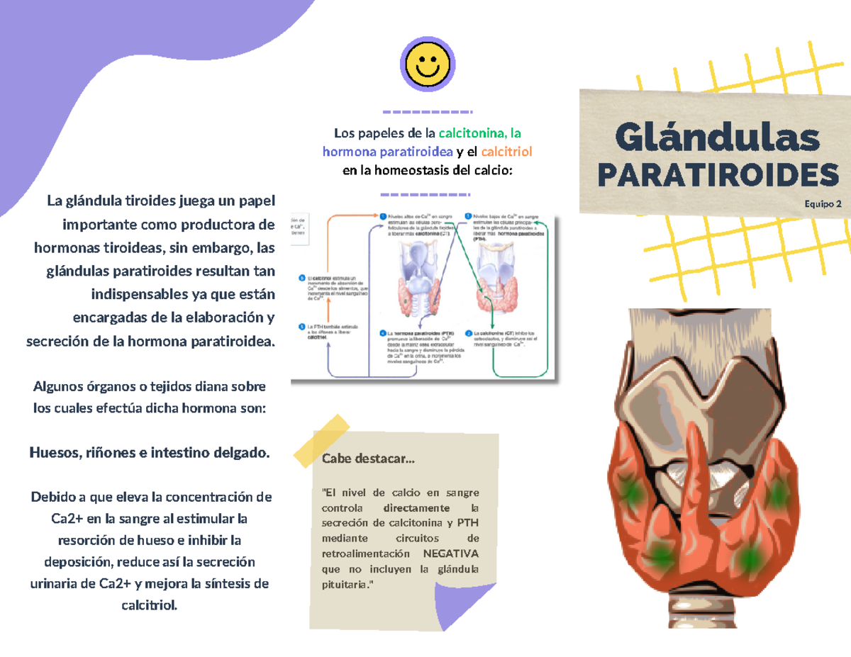Folleto sobre Glándulas Paratiroides - Fisiología PTH #204 - Studocu