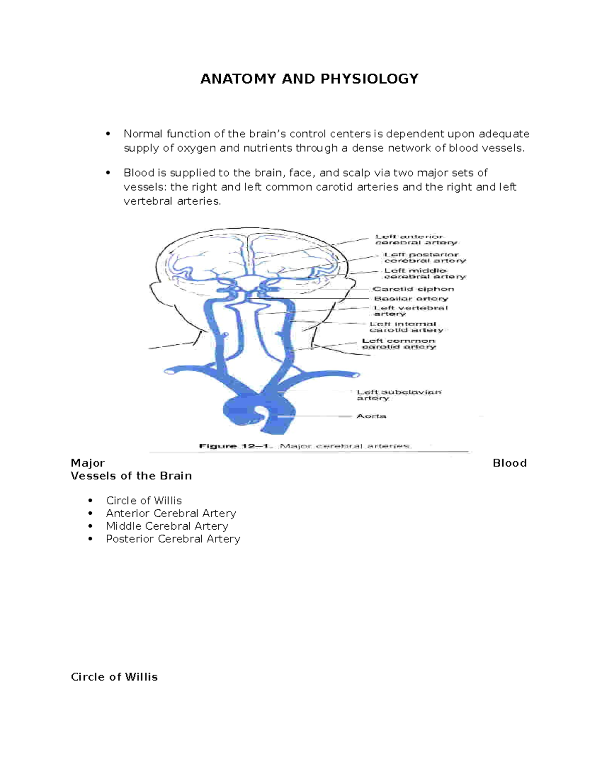 145056685 Anatomy & Physiology: Brain Blood Supply Overview - Studocu
