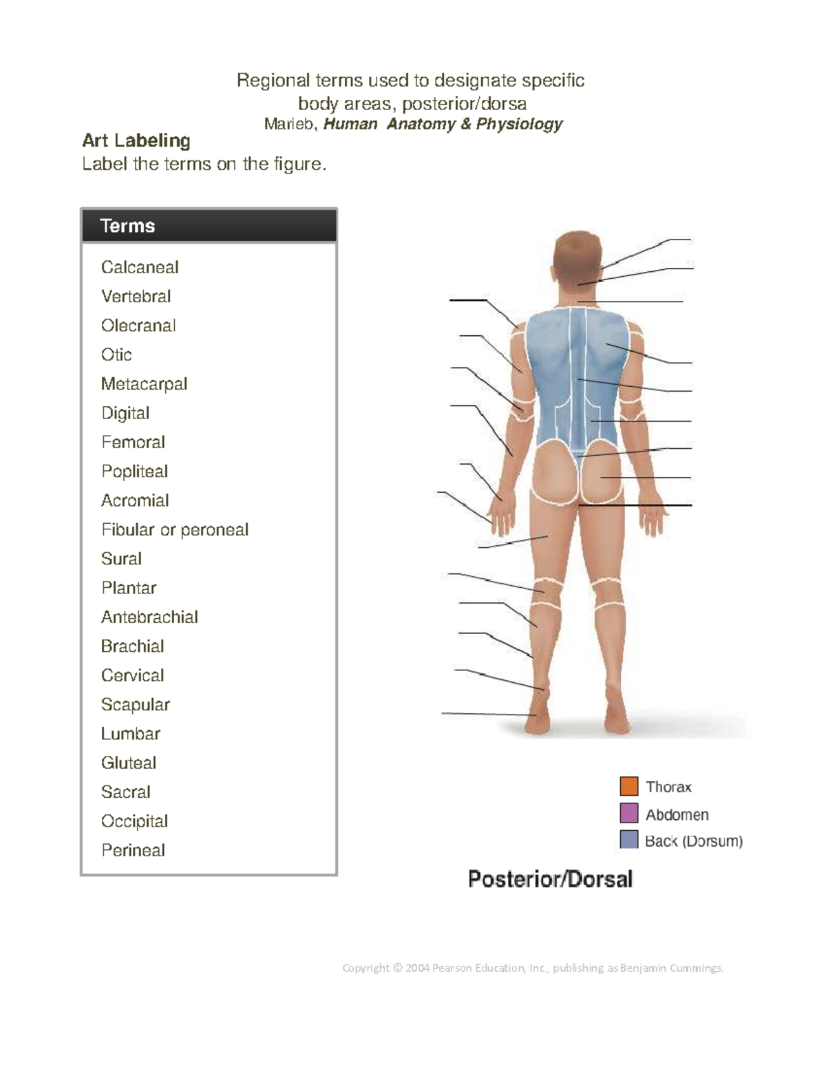 Regional Terms for Body Areas - Human Anatomy & Physiology (Marieb ...