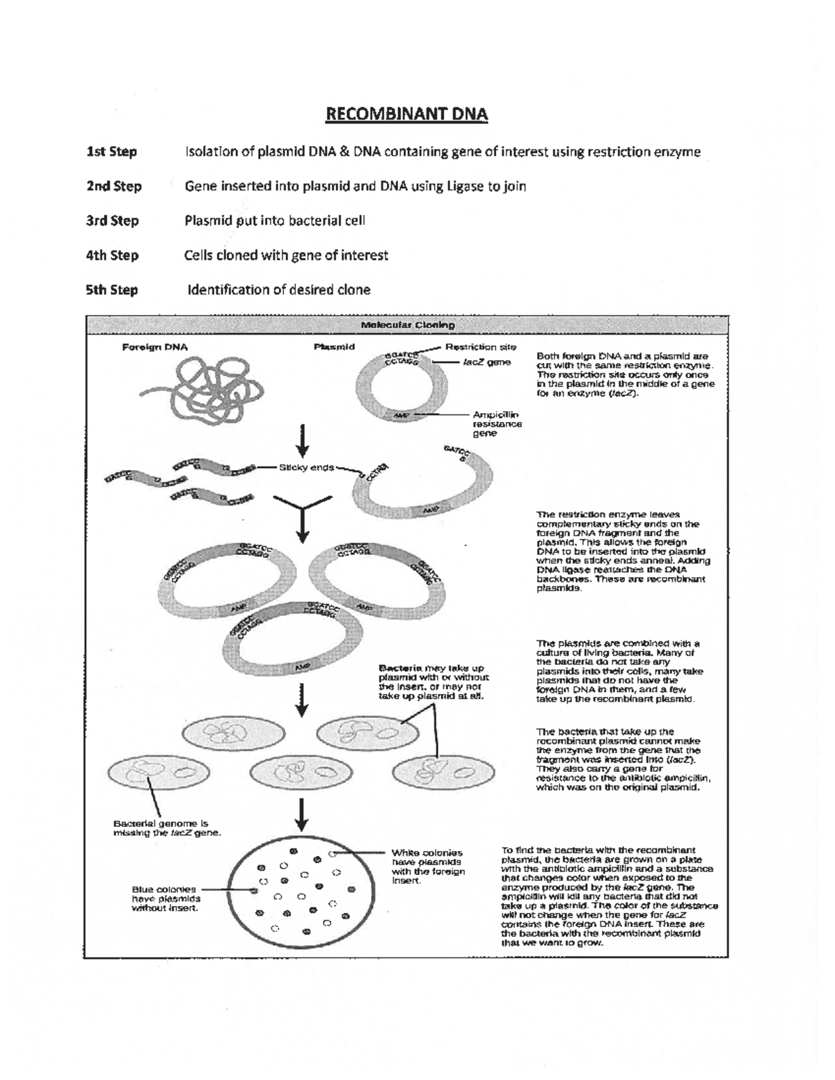 01 recombinant dna - DNA recomibinante - RECOMBINANT DNA 1st Step ...