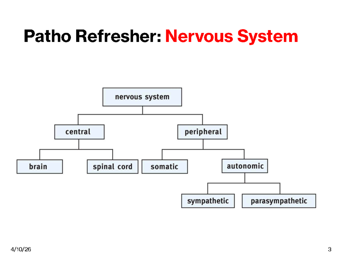 Patho Refresher: Nervous System Overview - Studocu