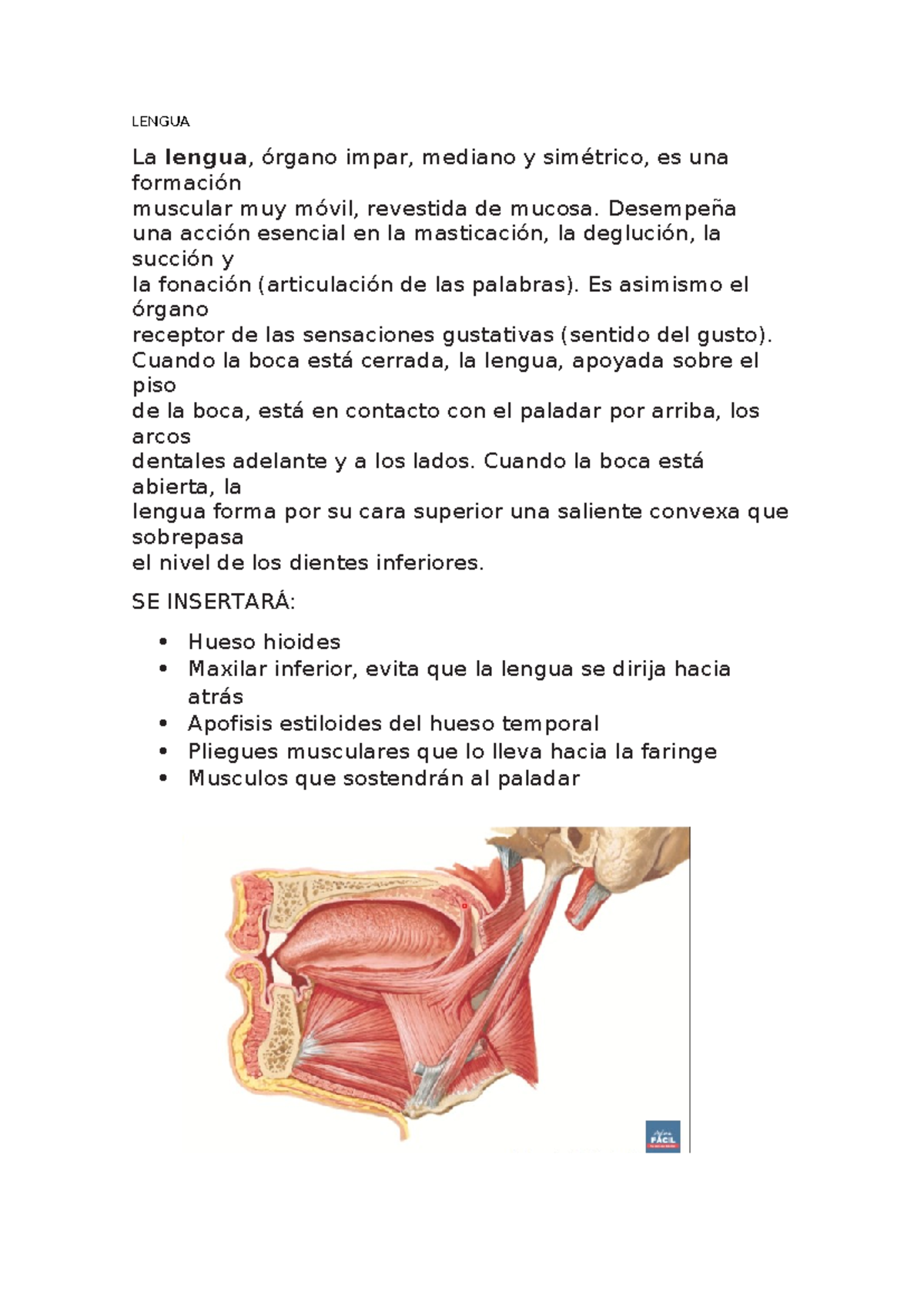 LENGUA 101: Anatomía y Funciones de la Lengua Humana - Studocu