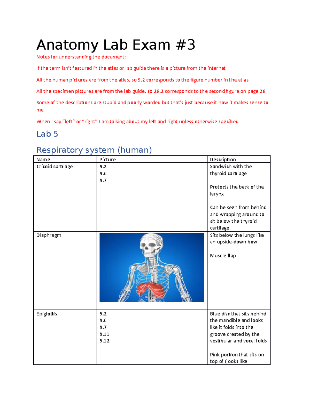 Anatomy Lab Exam 3 Study Guide: Respiratory, Digestive, and Heart ...