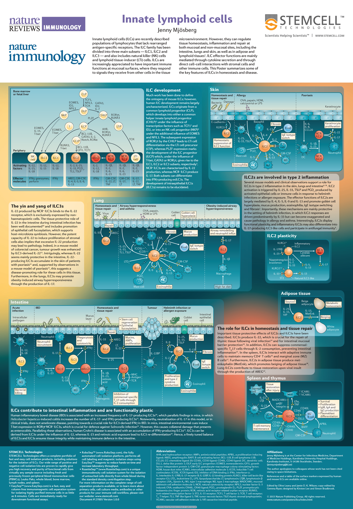 Poster on Innate Lymphoid Cells (ILCs) - Key Features and Functions ...