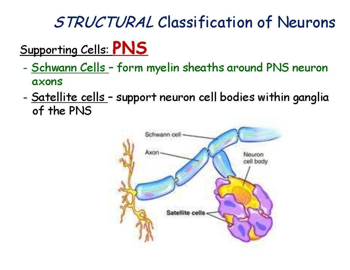 Neuro 2 Lecture Notes: Structural Classification of Neuron Support ...