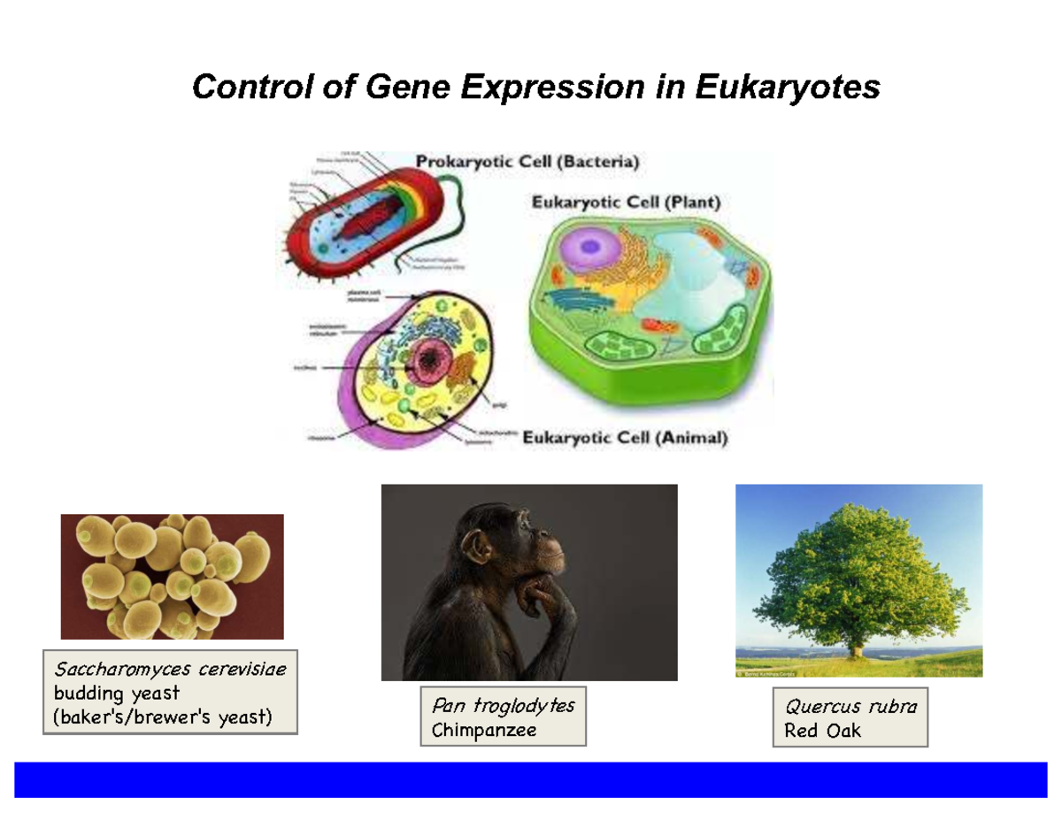 Control of Gene Expression in Eukaryotes - Lecture Notes - Studocu