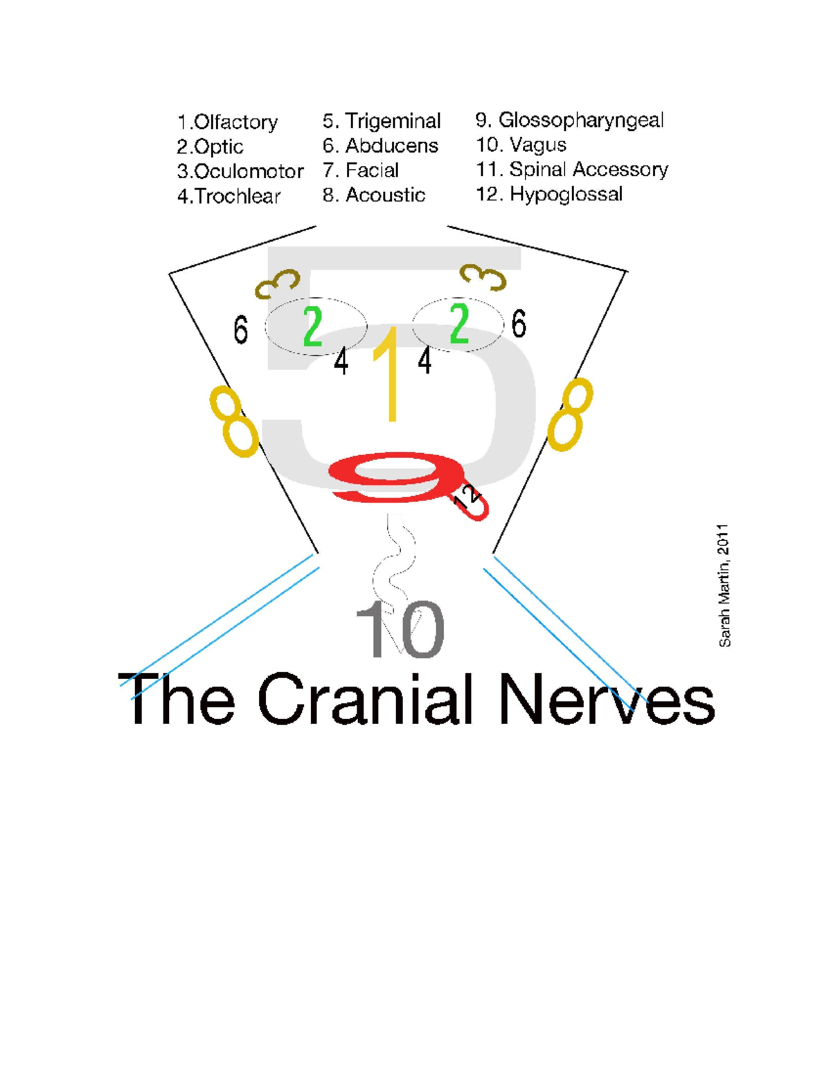 Cranial Nerves Overview and Classification (BIO 101) - Studocu