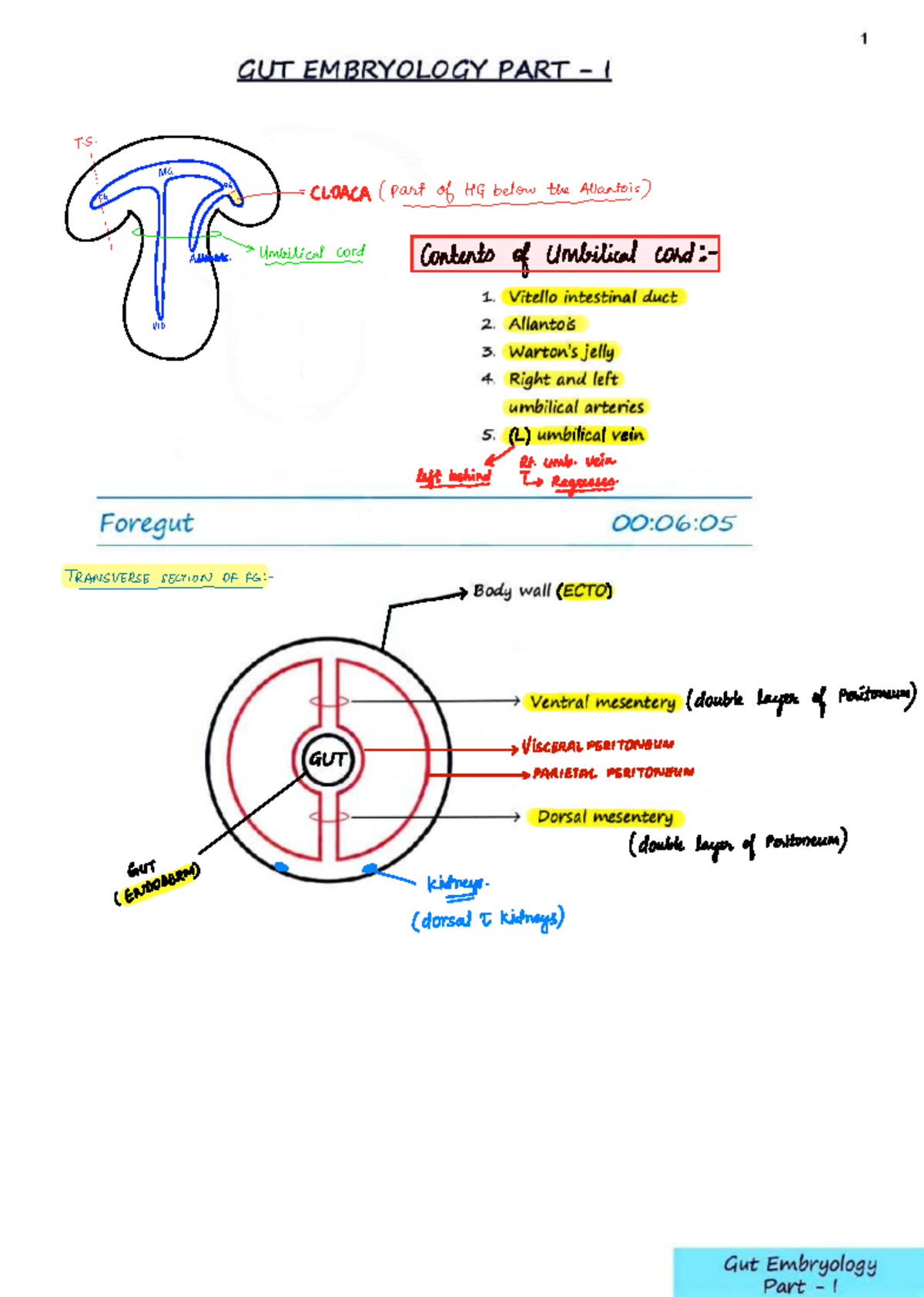 GUT Embryology: Key Concepts and Structures in Development (BIOL 101 ...
