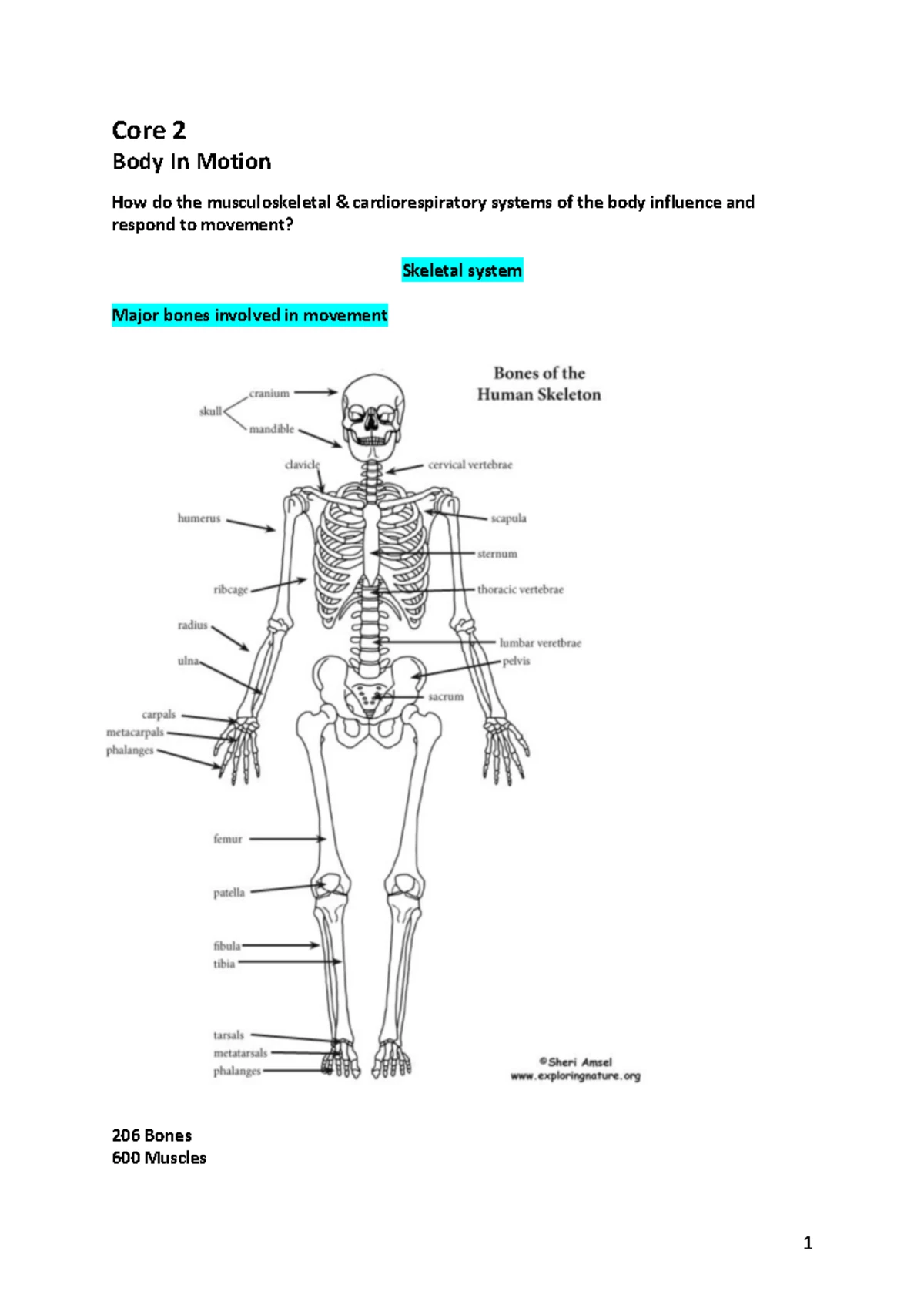 HSC Reflection Scaffold Guide for Module C Writing - Studocu
