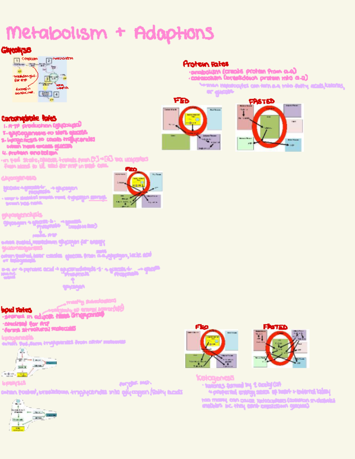 GI - Metabolic Adaptations: Glycolysis, Mitochondria, and Protein Fates ...