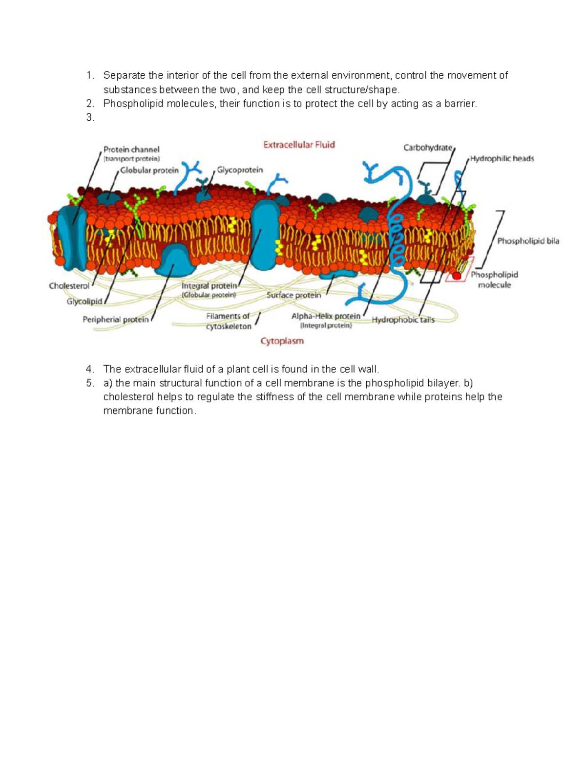 2.3 chapter review - notes - Separate the interior of the cell from the ...