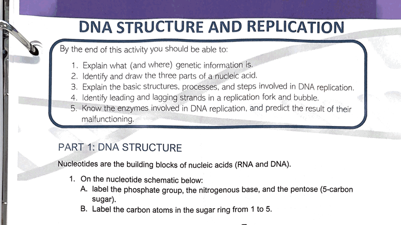 DNA Structure and Replication Manual: Key Concepts and Processes - Studocu