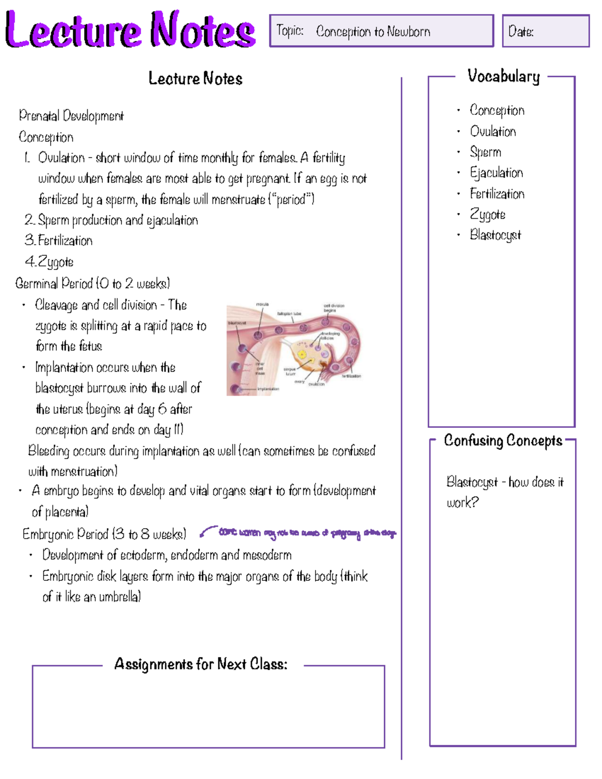 Lecture Notes: Prenatal Development & Birthing Practices (PSY 101 ...