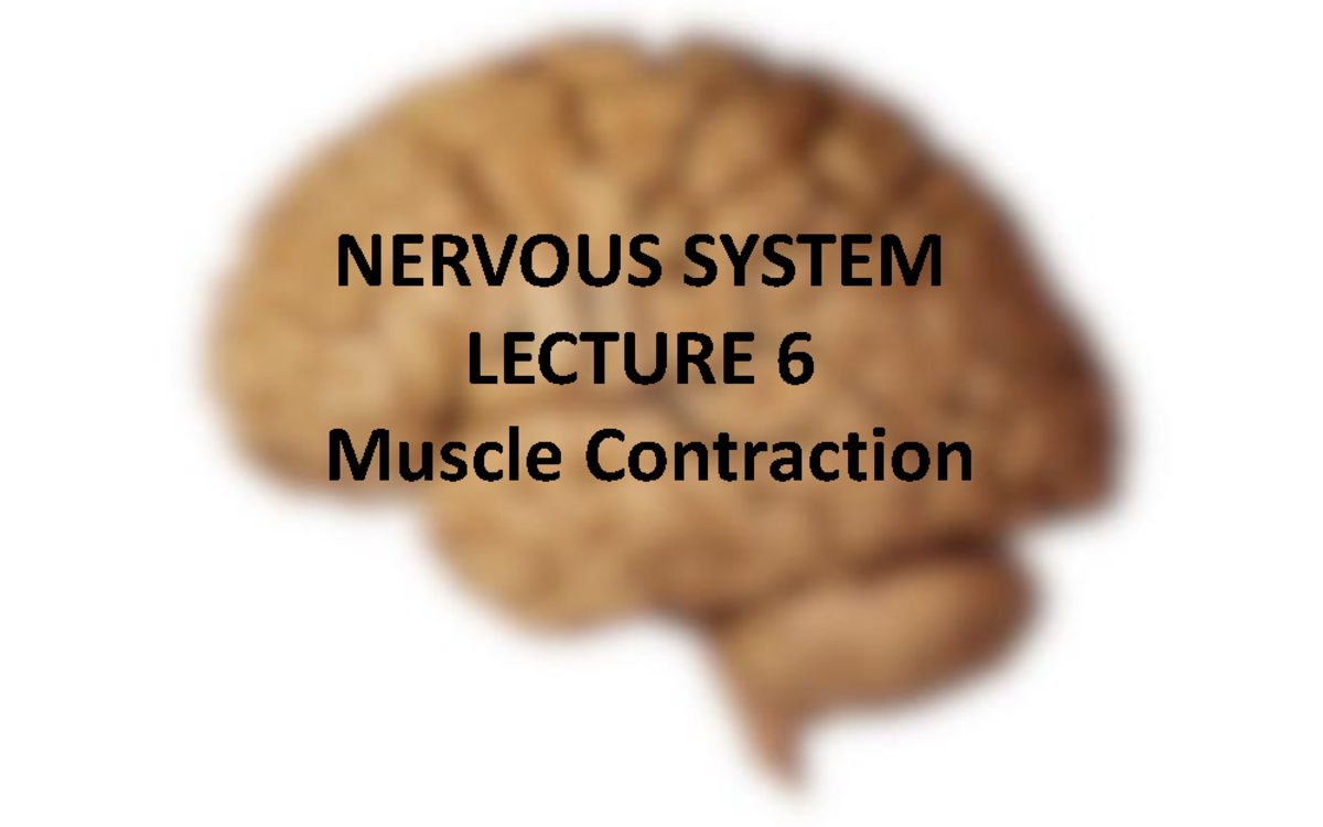 NERVOUS SYSTEM LECTURE 6: Overview of Muscle Contraction - Studocu