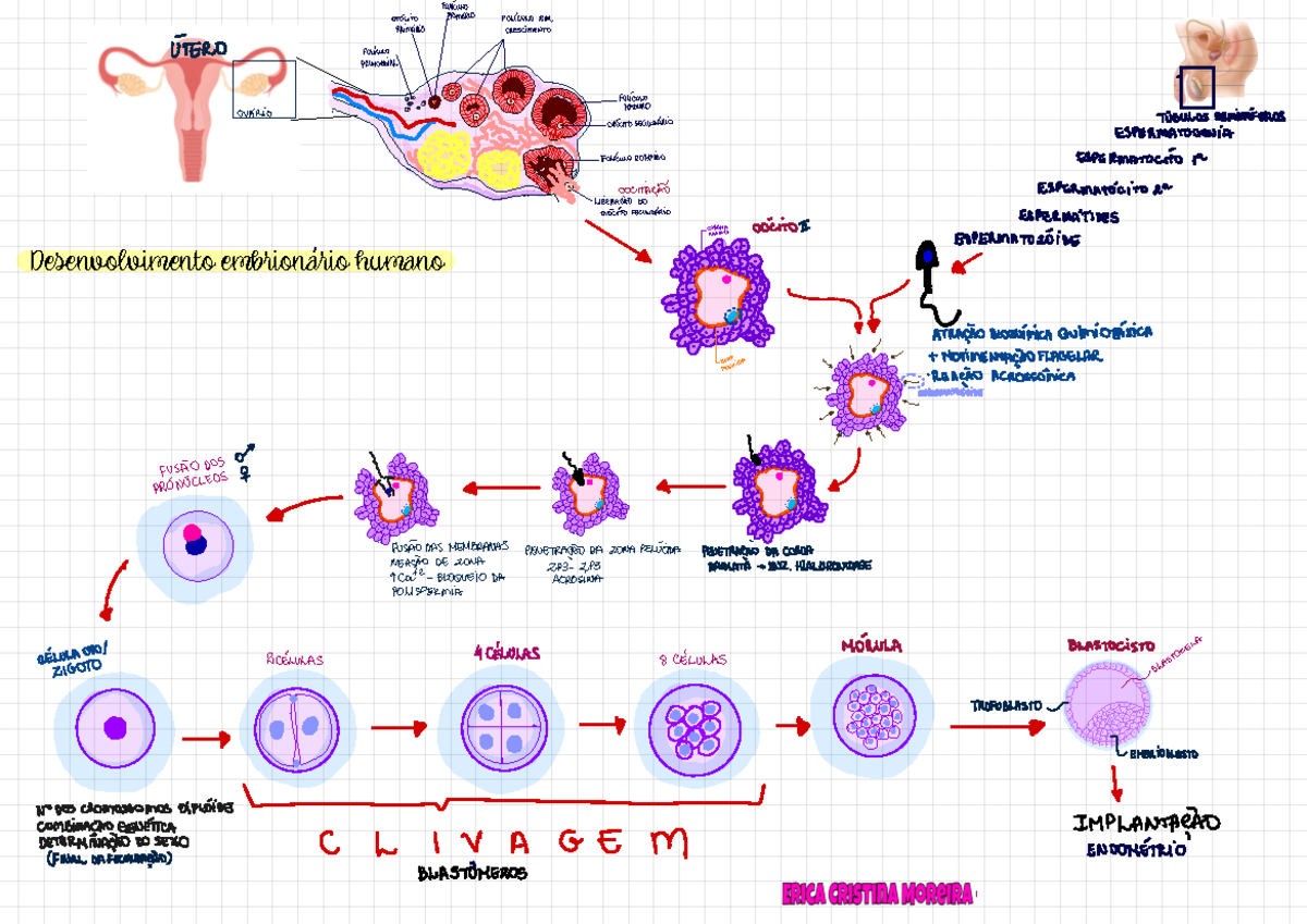 Mapa Mental de Embriologia - Desenvolvimento Embrionário Humano - Studocu