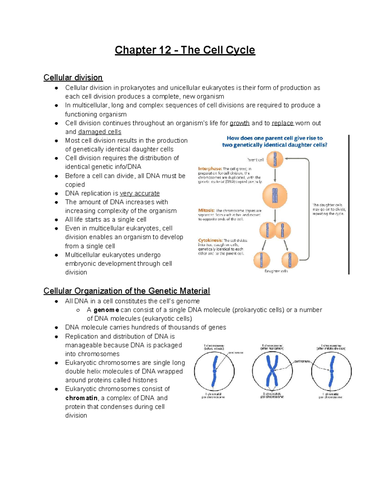 Biology 101: Cell Cycle Overview and Mitosis Stages Notes - Studocu