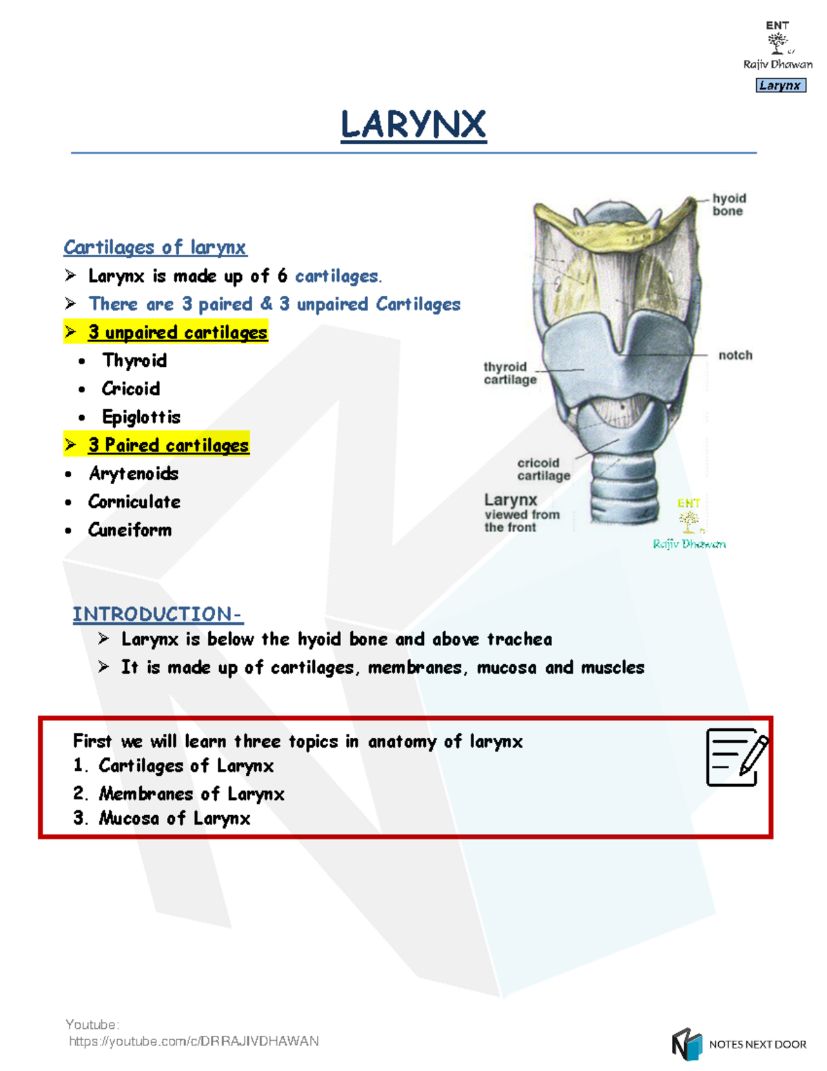 85169 - Anatomy and Function of the Larynx: Cartilages and Mucosa - Studocu