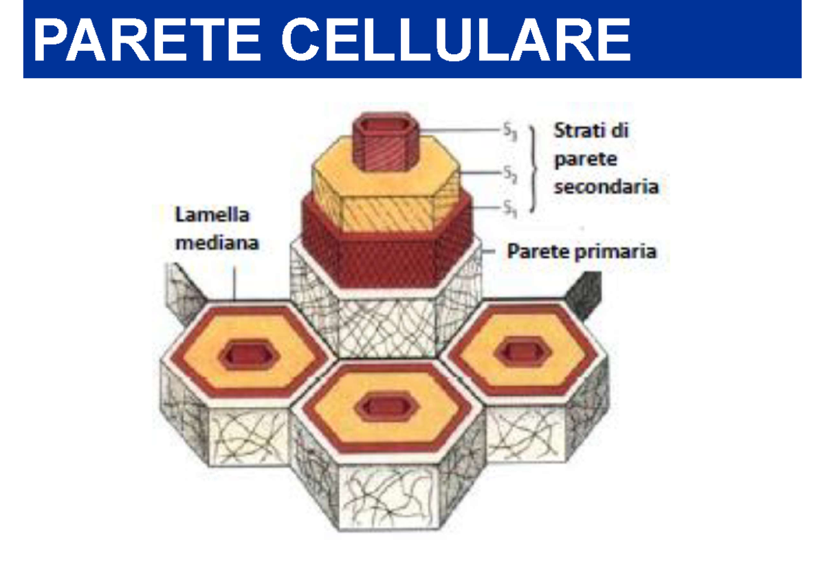 Diagramma Del Vacuolo Cellula Vegetale