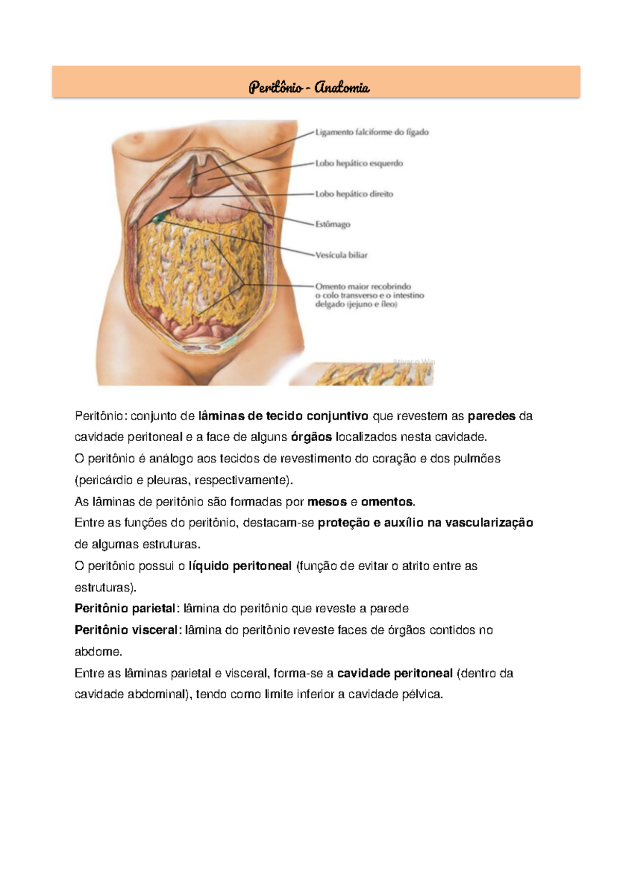 Anatomia do Peritônio: Estruturas e Funções Importantes - Studocu
