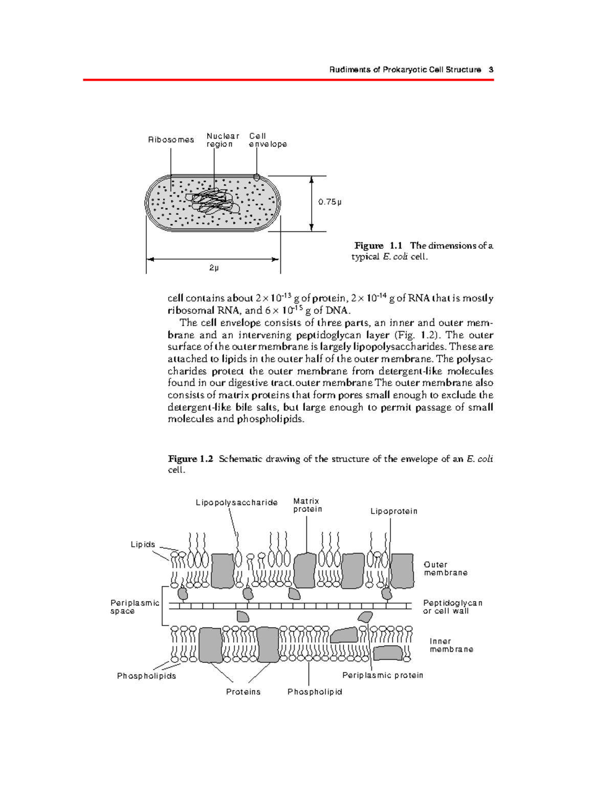 Genetics and Molecular Biology - Part 10: Prokaryotic Cell Structure ...