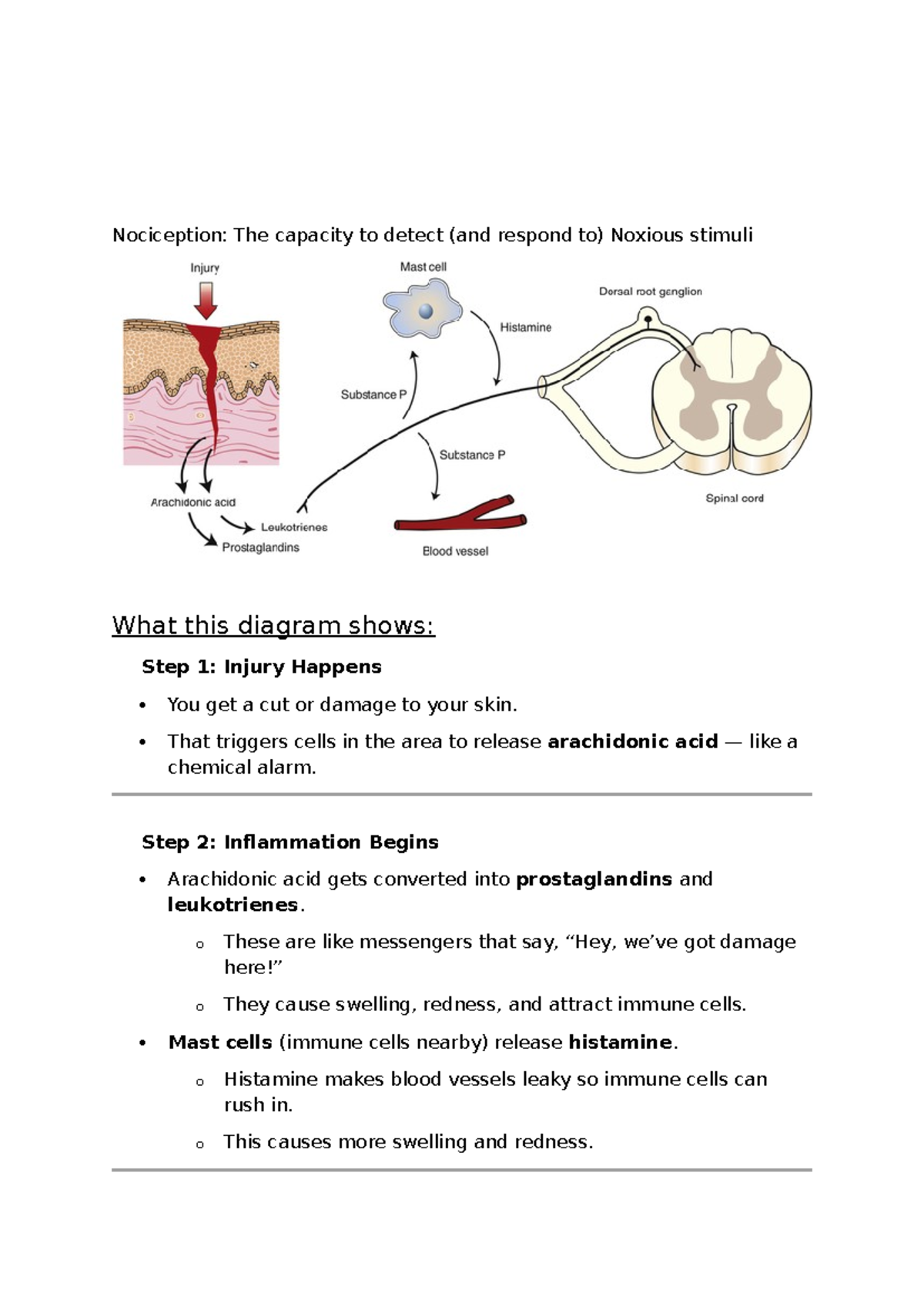 Brain Mind Behaviour Notes Week 2: Understanding Nociception and Pain ...