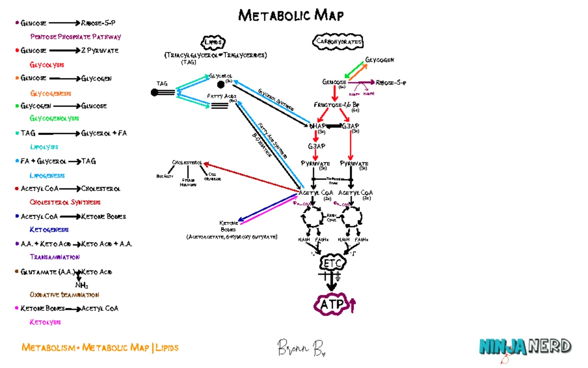 Metabolism 28: The Metabolic Map of Proteins - Key Processes - Studocu