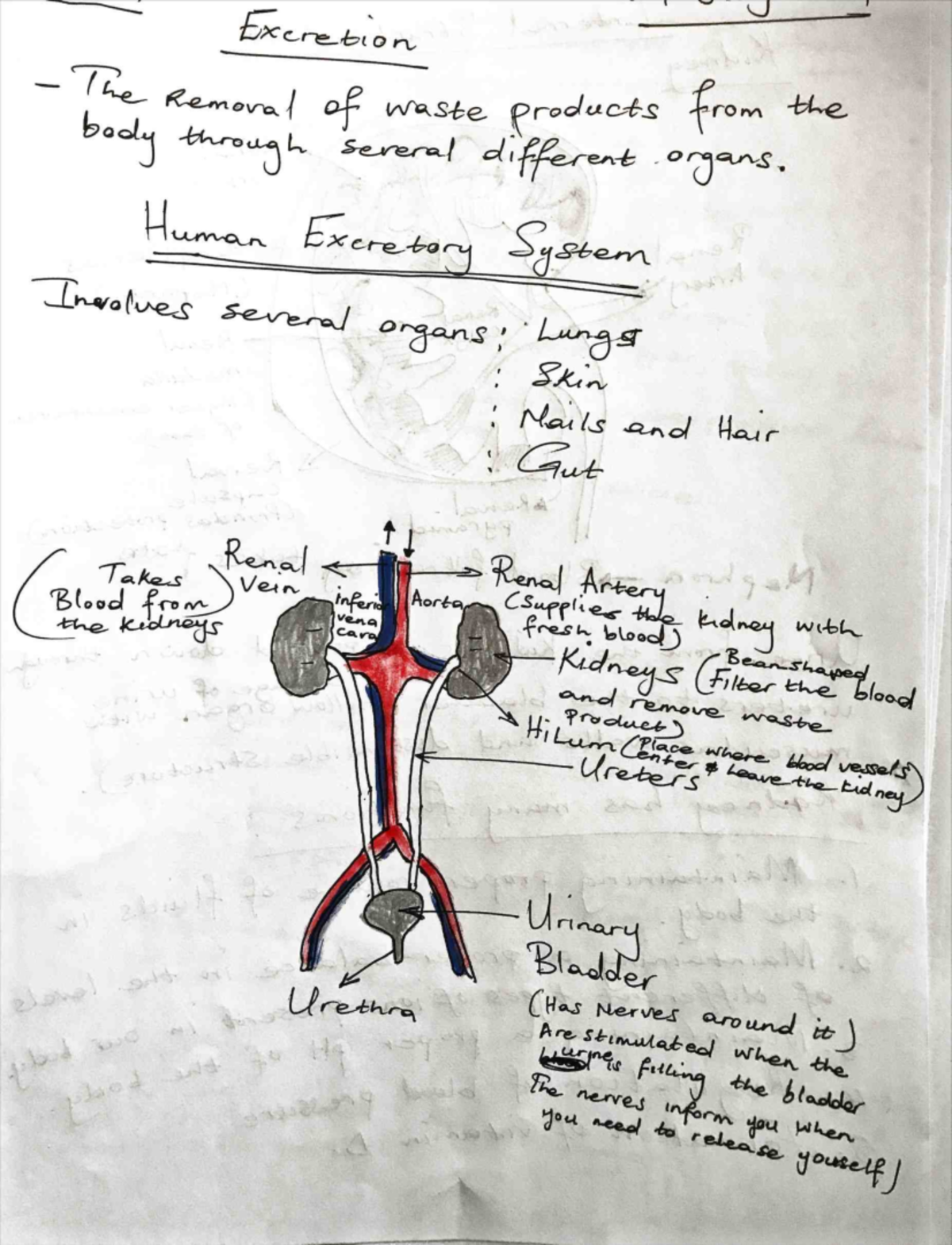 Excretion In Humans Grade 11