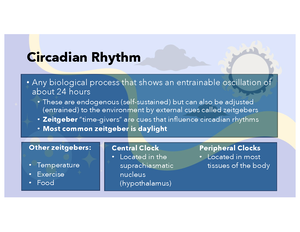 Circadian Rhythm - lec notes - Circadian Rhythm Any biological process ...