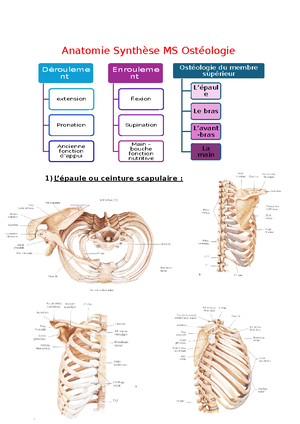 [Solved] Quelles sont les muscles en chevron du corps humain - Anatomie ...