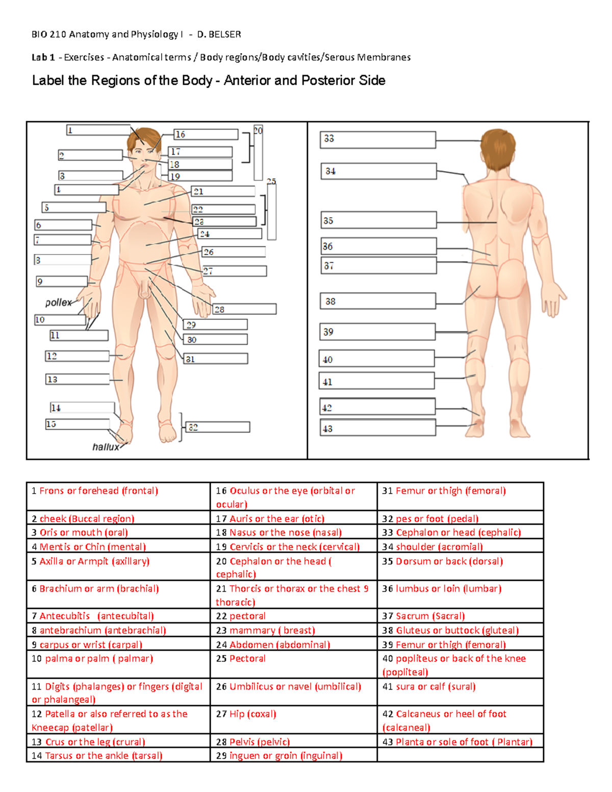 Anatomical Terminology Labeling