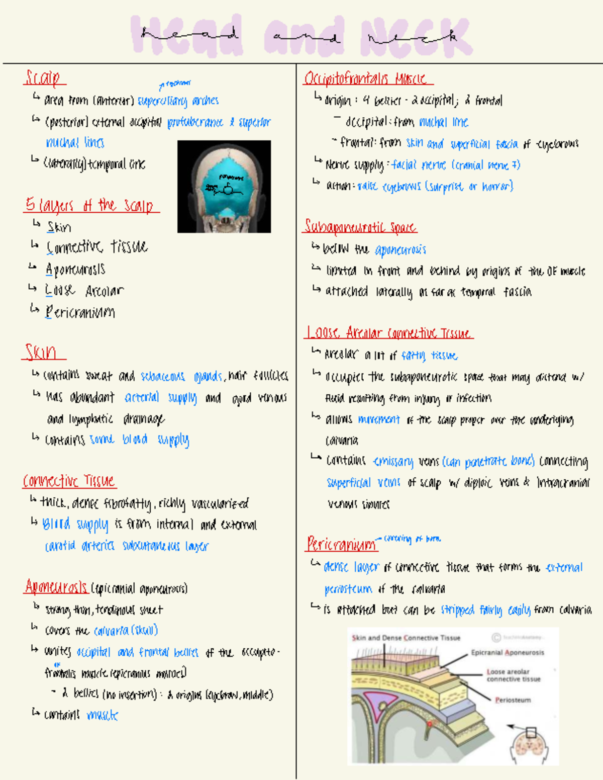 ANAT 101 - Scalp and Skull Anatomy Overview - Studocu