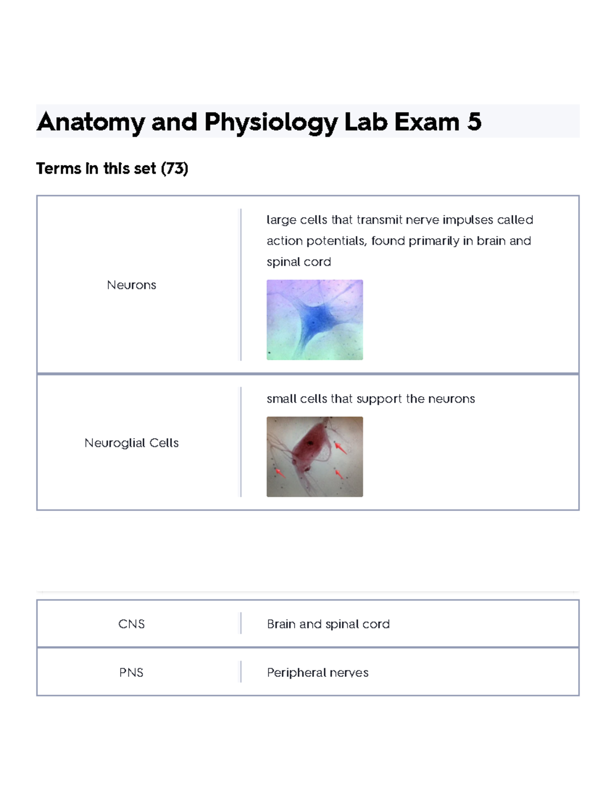 Anatomy and Physiology Lab Exam 5 Flashcards Overview - Studocu