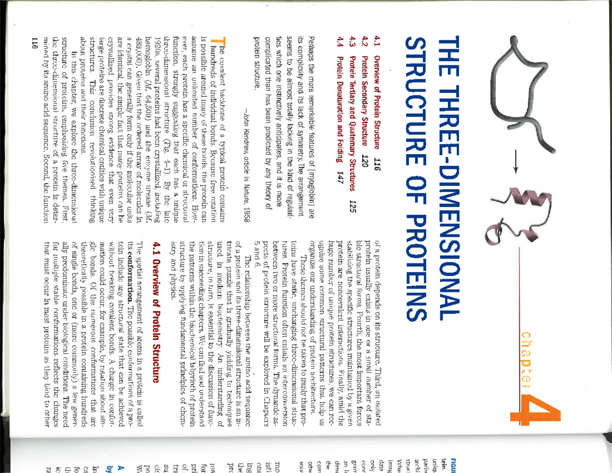 Bioquimica Chapter 4 Lehninger Structure of Proteins - chapter 4 THE ...