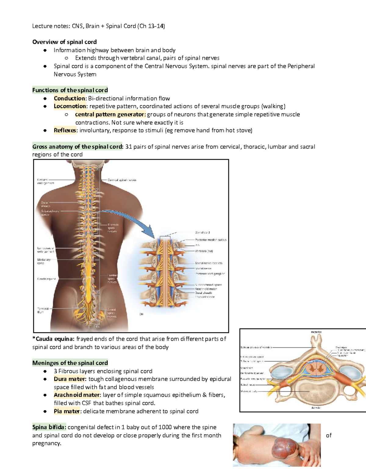 Lecture Notes: CNS Overview - Brain & Spinal Cord Functions - Studocu