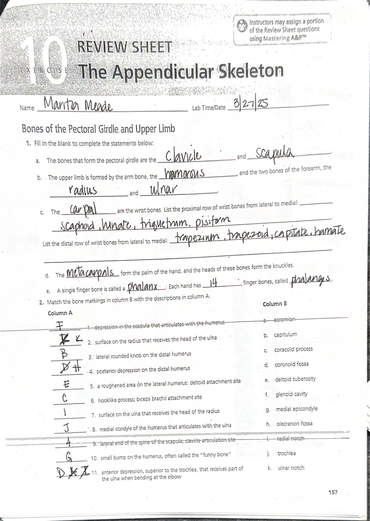 Exercise 10: Review Sheet on the Appendicular Skeleton (Lab) - Studocu