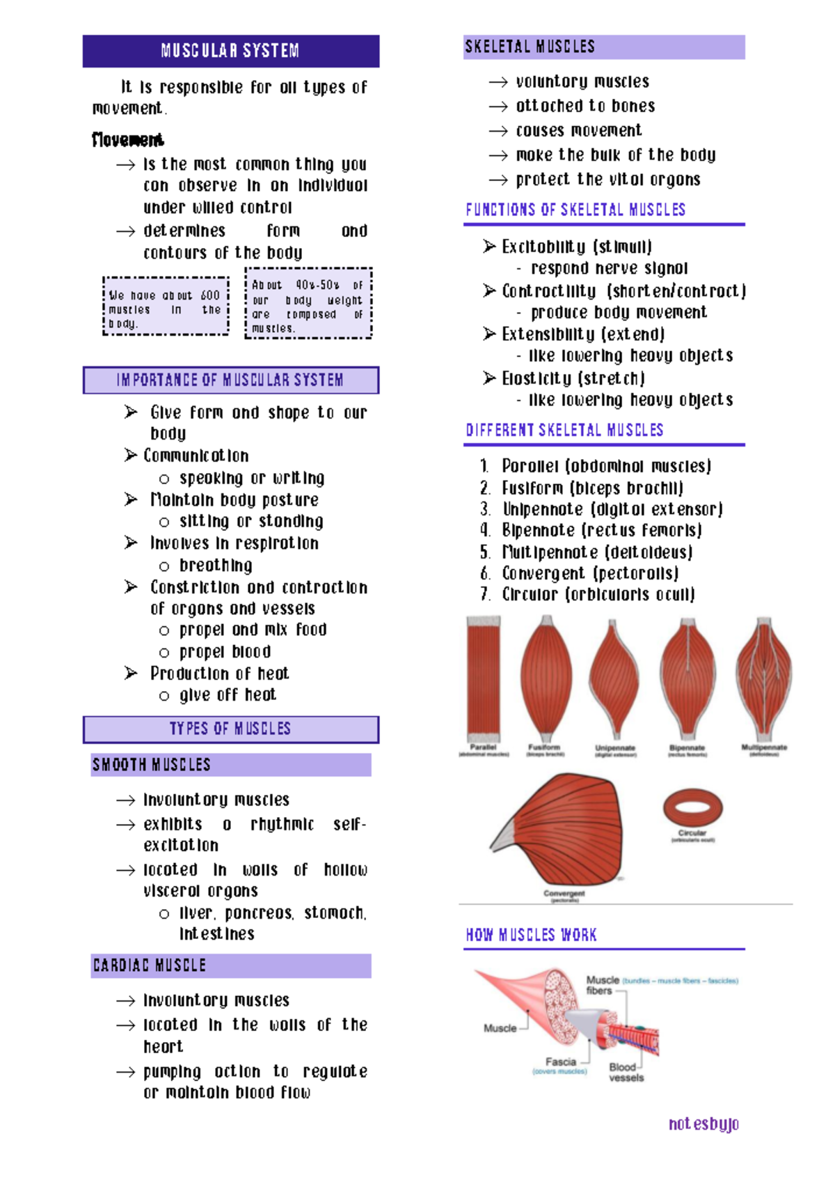 4. Muscular System: Functions, Types, and Mechanisms of Muscle ...
