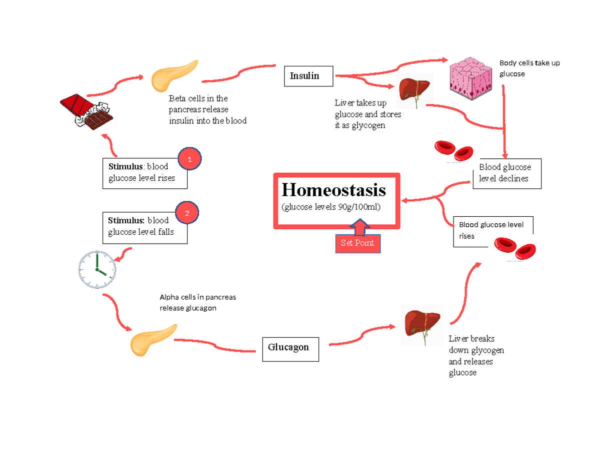Feedback Loop Gluclose and Insulin - Beta cells in the pancreas release ...