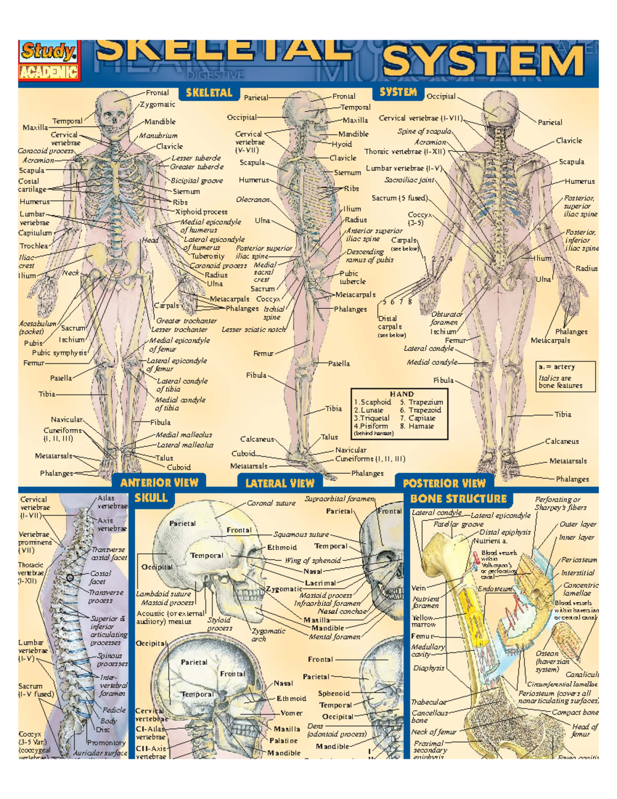 Skeletal System Overview: ACADEMIC OUTLINE and Key Features - Studocu