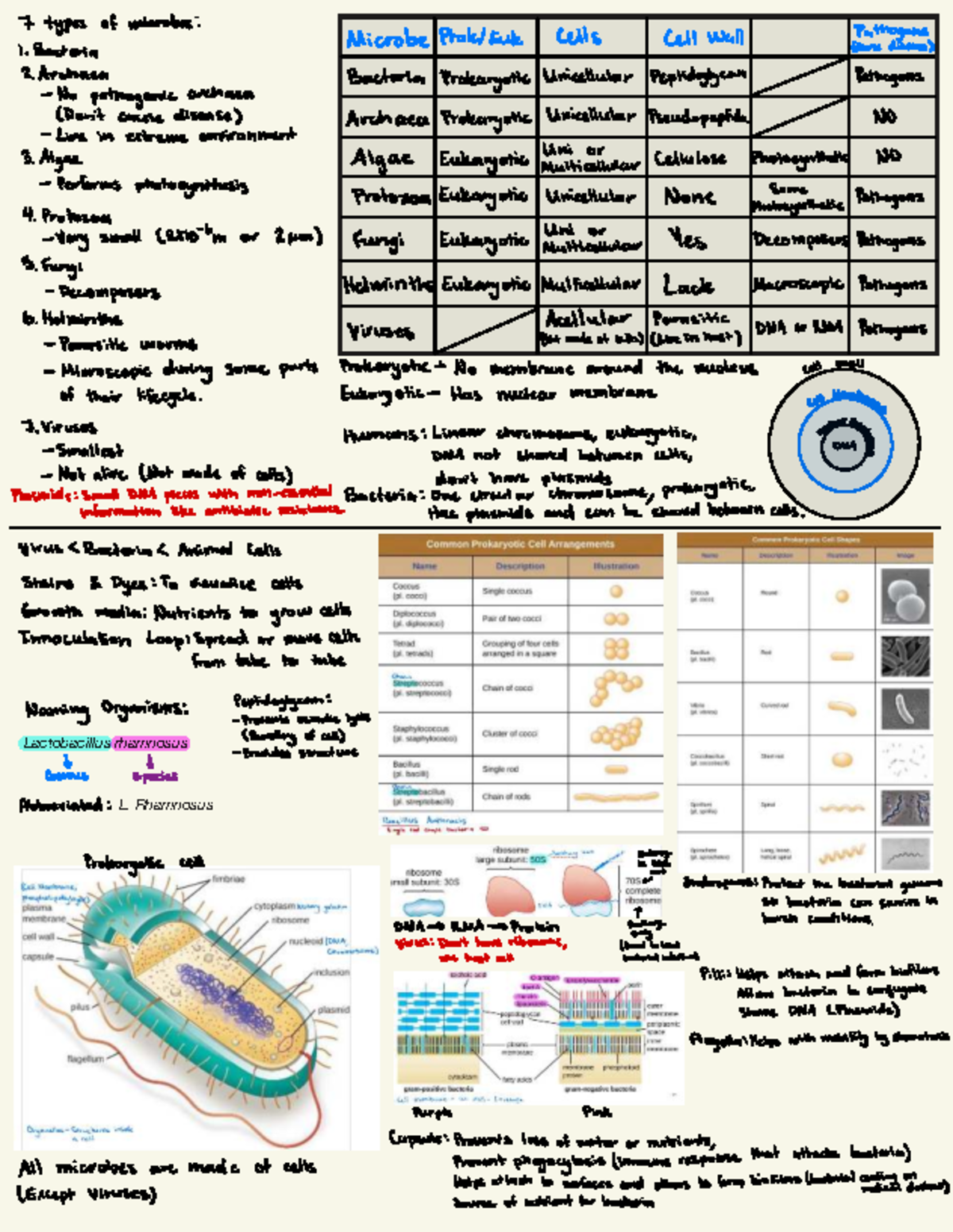 Unit 1 Reference Sheet: Types of Microbes and Their Characteristics ...