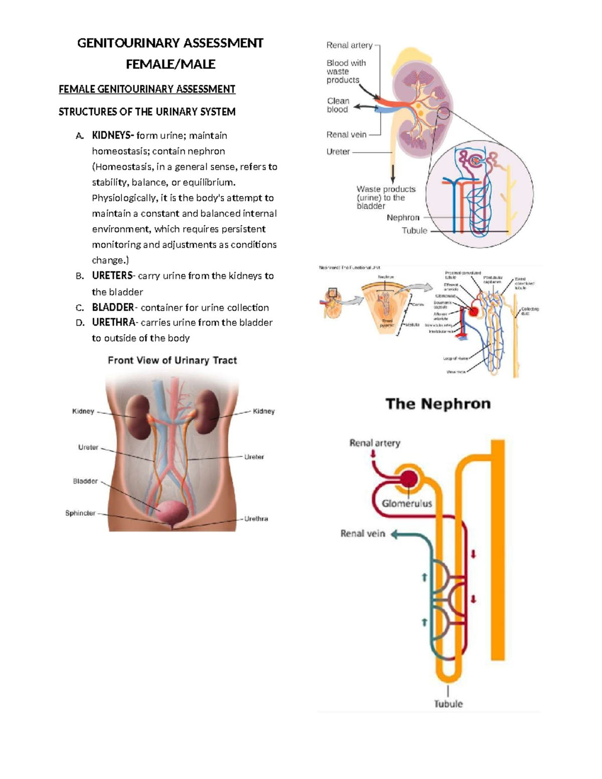 GENITOURINARY ASSESSMENT: FEMALE & MALE SYSTEMS OVERVIEW - Studocu