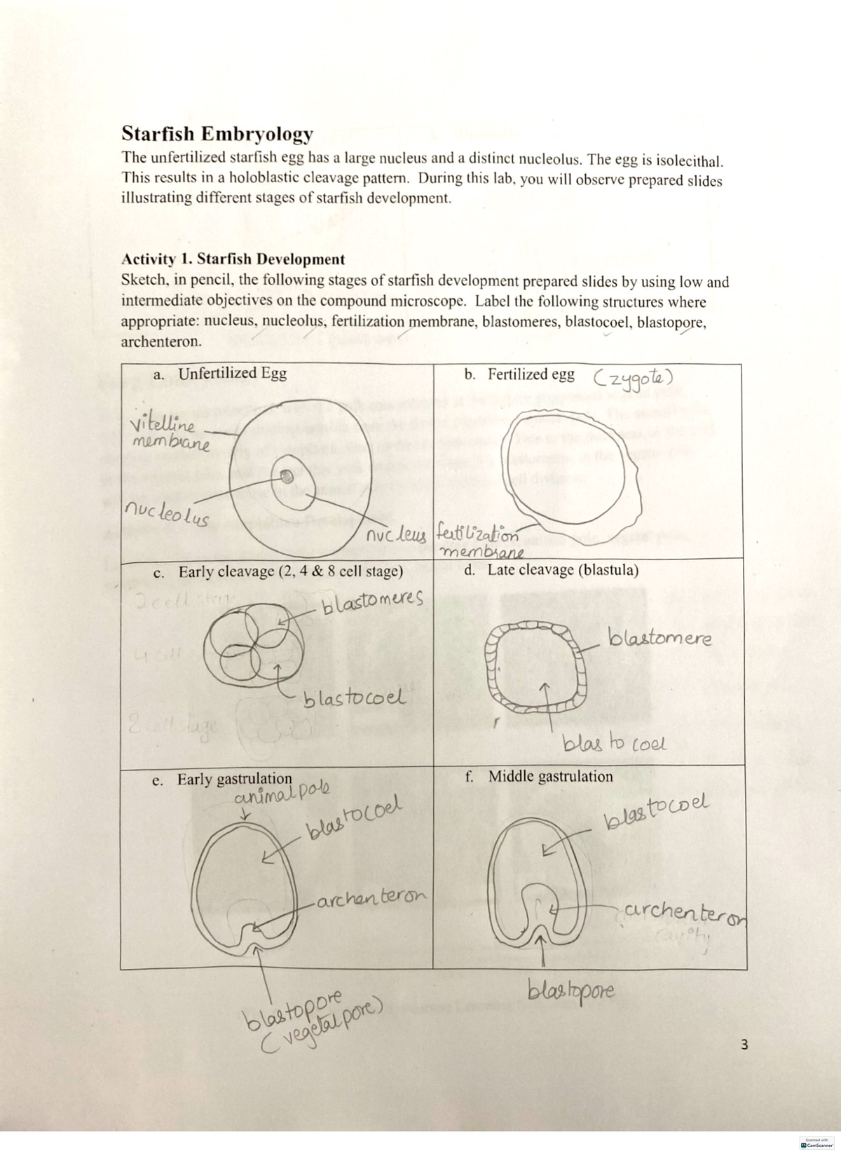 Starfish & Frog Embryology Lab - Post Lab Homework (BIO101) - Studocu