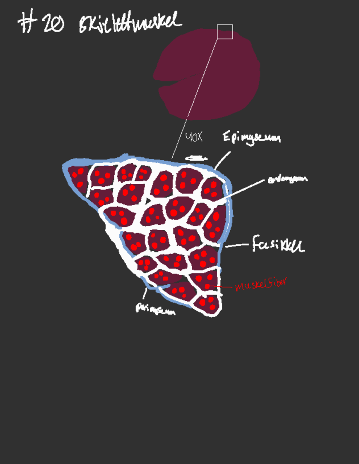 Histologi 7 - MEDOD 2 - Shinltmm Ex e ② ↑ ⑳ s - ⑳ · o · ⑳ M = · · o · 0 ...